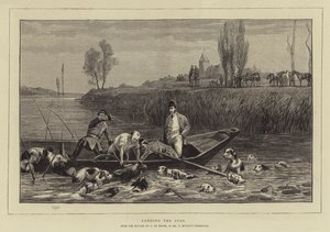 Landing the Stag